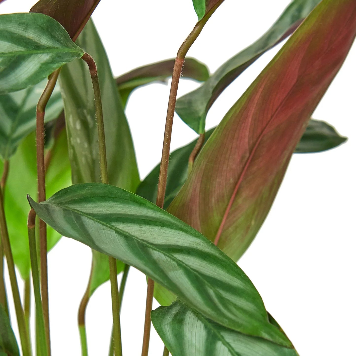 Calathea 'Grey Star' - Botanical Rockstar: Decorative Leaves & Easy Care Houseplant