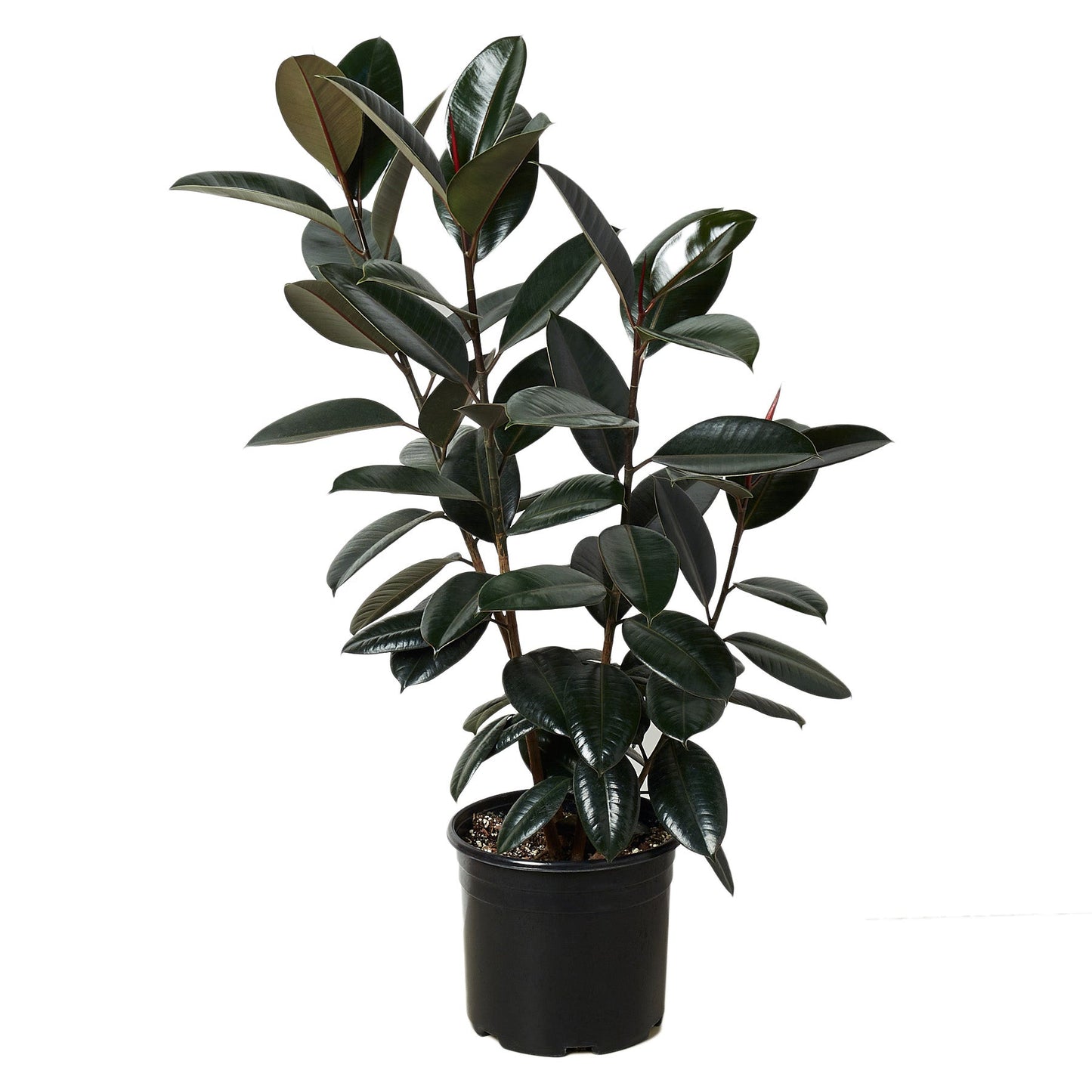 Ficus 'Burgundy' - The Burgundy Bounce: Striking Indoor Tree in 10" Pot