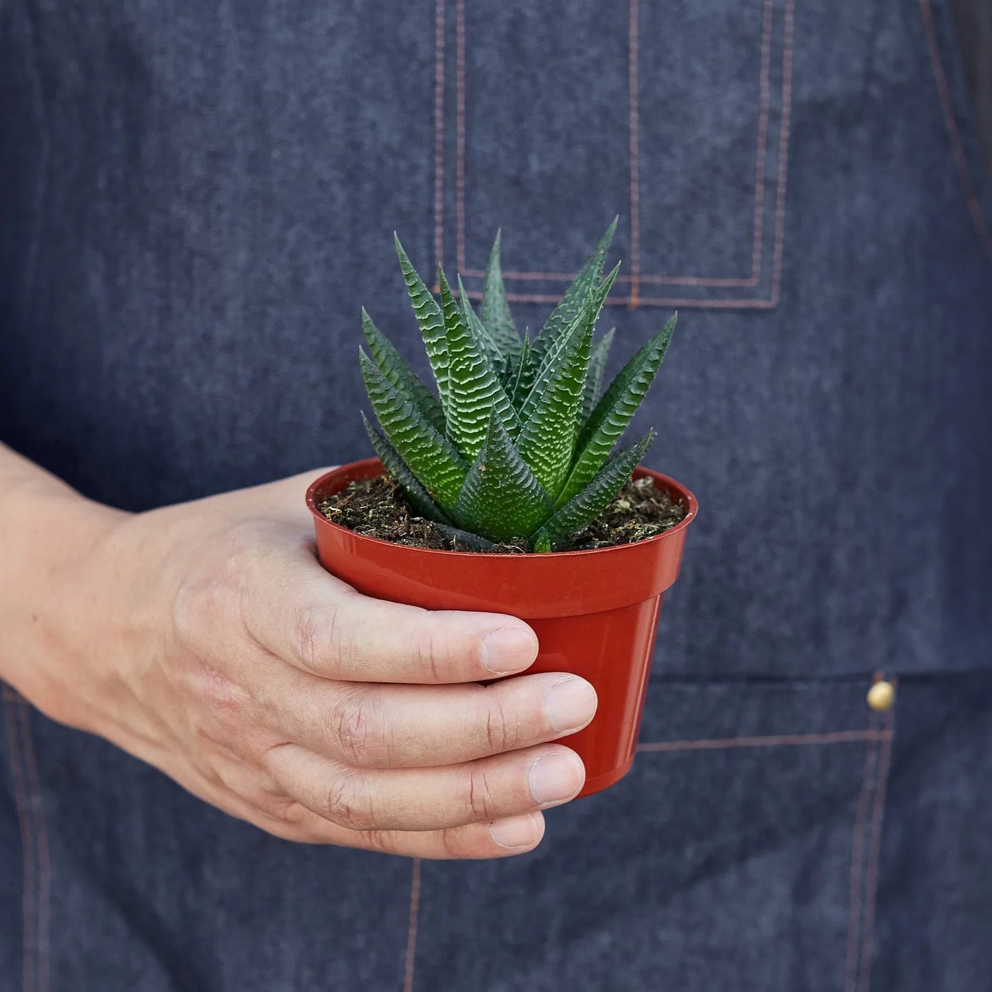 Fairy Washboard Haworthia - Mini Magic Board: Charming Compact Succulent Plant