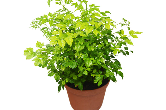 Radermachera 'China Doll' - The Porch Star: Lush, Elegant Indoor Tree in 6" Pot