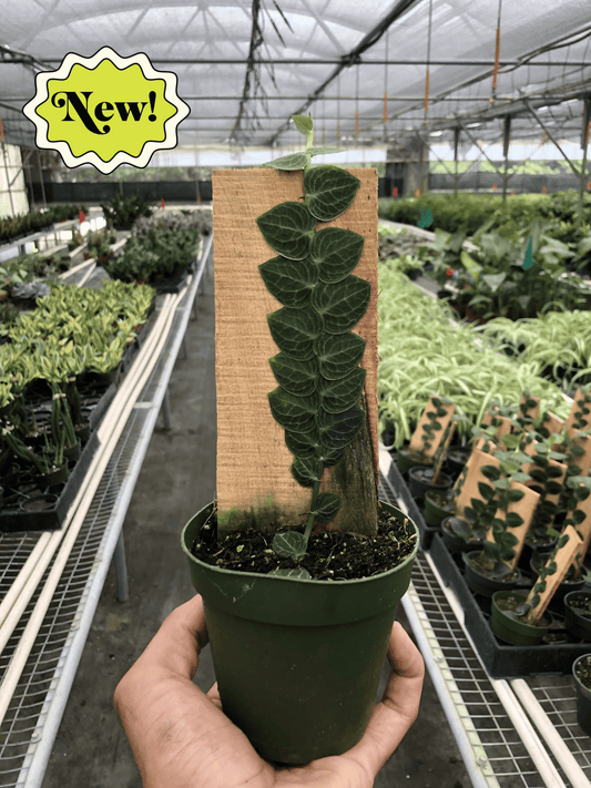 Rhaphidophora 'Cryptantha' (Shingle Plant) - Wall Hugger Extraordinaire: Rare, Velvet-Leafed Climber