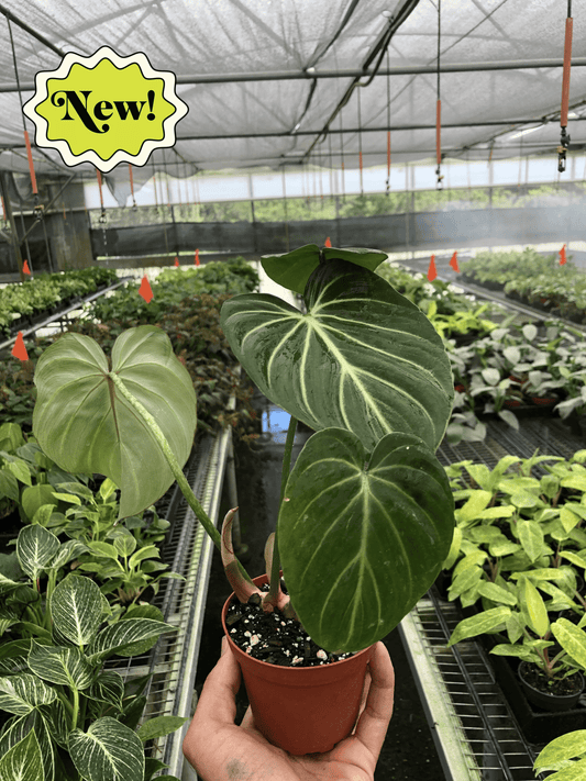 Philodendron Gloriosum 'Zebra' - Jungle Stripes: Rare Veined Philodendron with Silver Gray Stripes