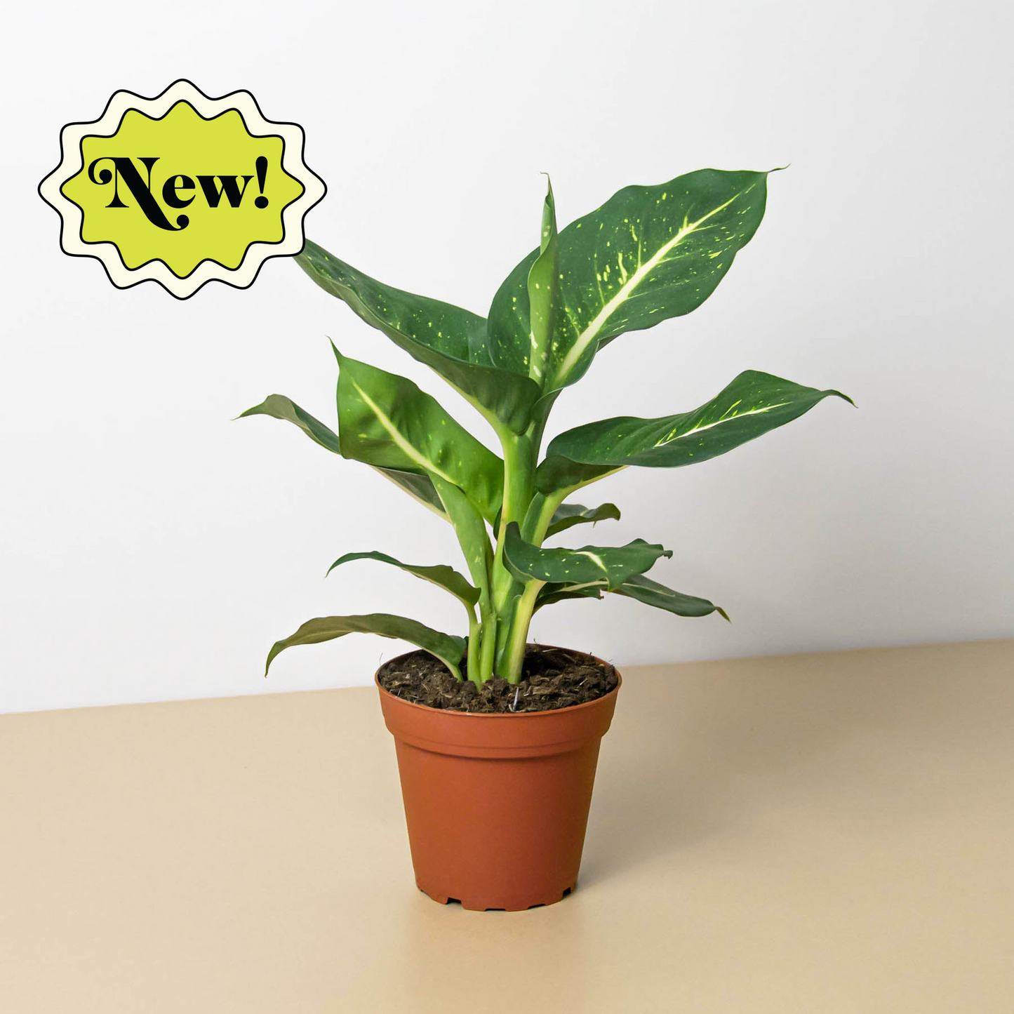 Dieffenbachia Oerstedii - Silent Spectacle: Air-Purifying Dumb Cane Houseplant