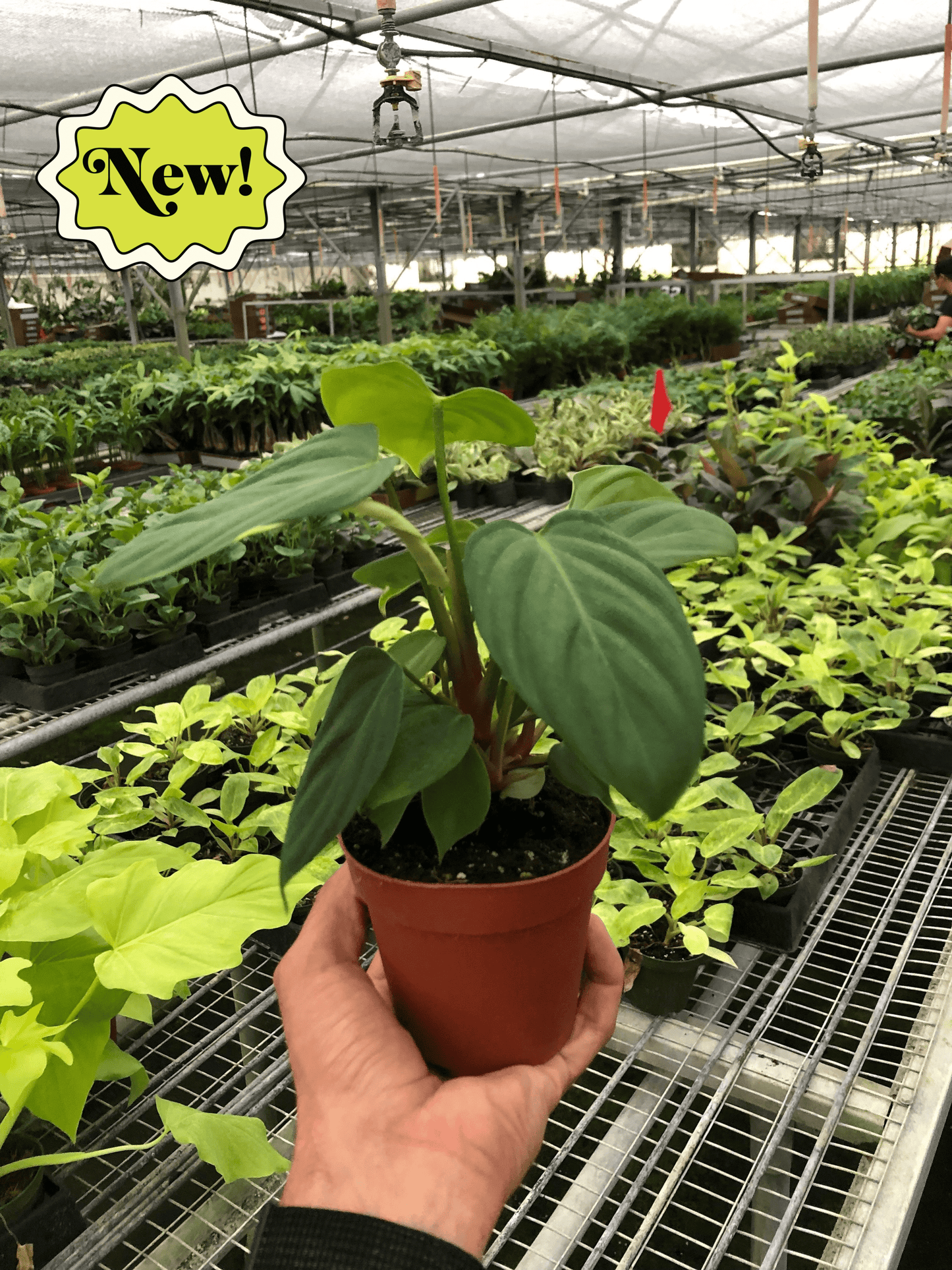 Philodendron 'Fuzzy Petiole' - Fuzzy Friends Forever: Unique Red-Petioled Aroid Houseplant