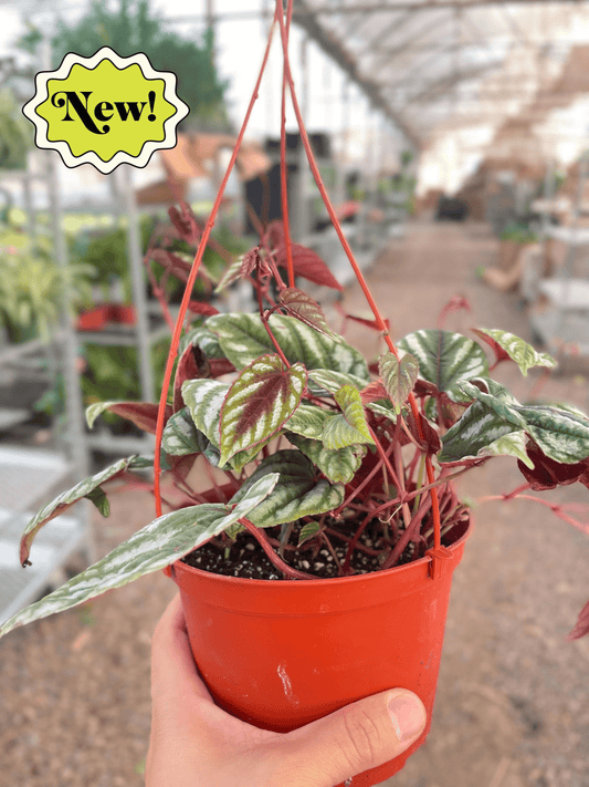 Begonia Rex Vine - 6" Pot - Royal Trailer: Stunning Foliage for Hanging Planters and Moss Poles