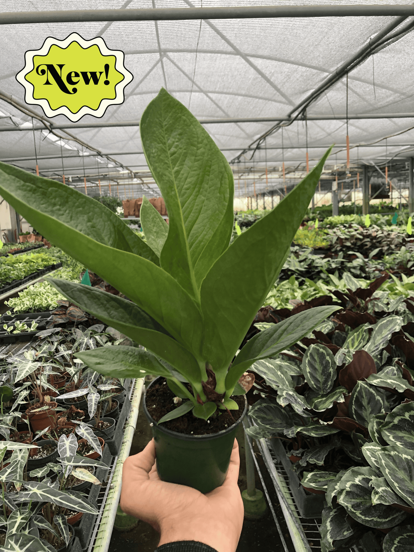 Anthurium 'Cobra' - The Snake Charmer: Resilient, Leafy Houseplant