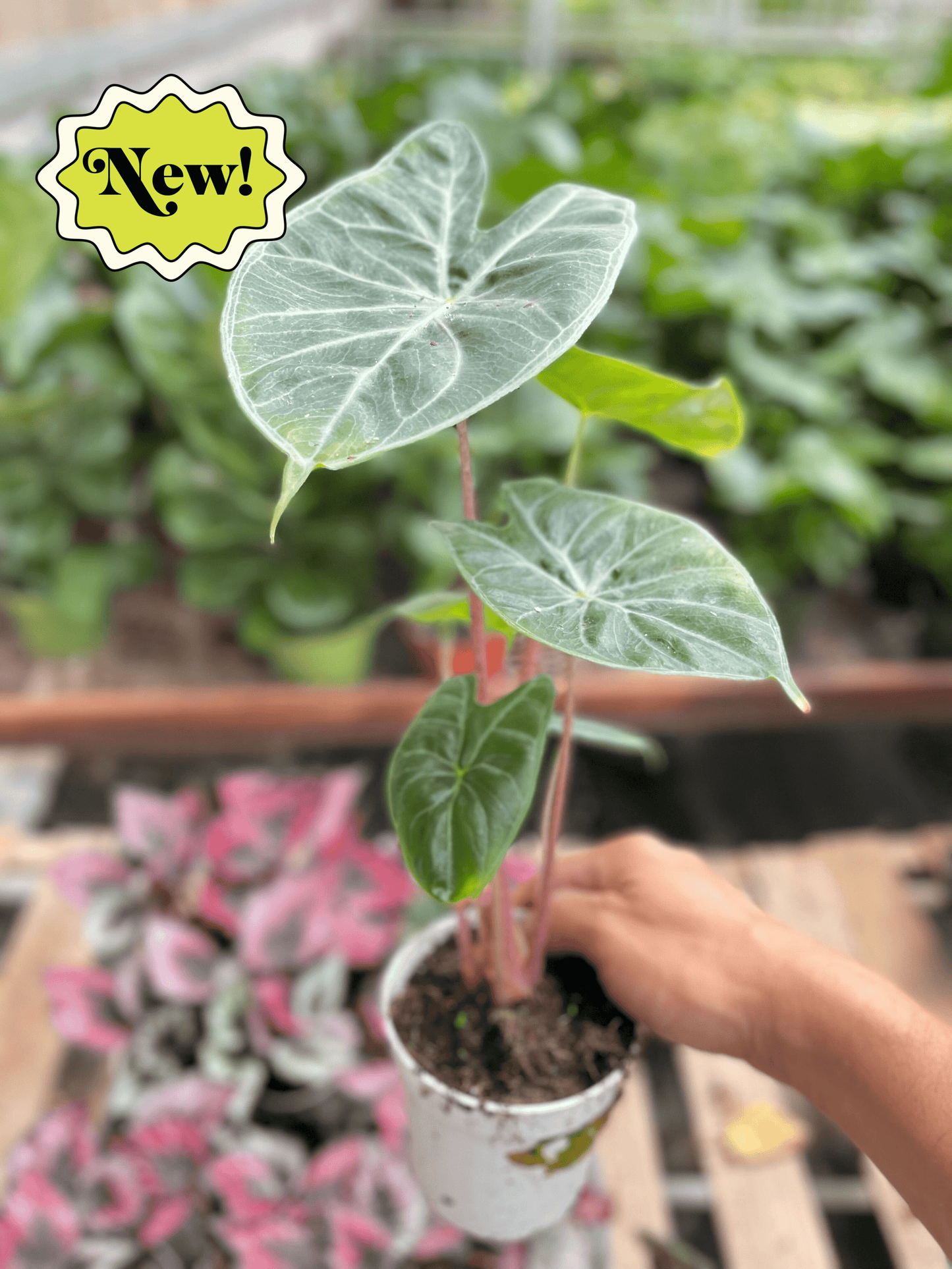 Drama Queen: Alocasia 'Ivory Coast' - The Green Diva: Striking Tropical Houseplant