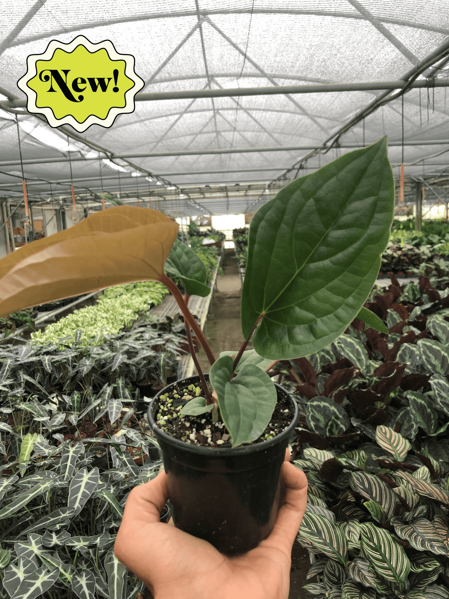 Anthurium 'Radicans x Luxurians' - Glam Green Beast: Stunning Thick-Leaf Hybrid for Indoor Elegance