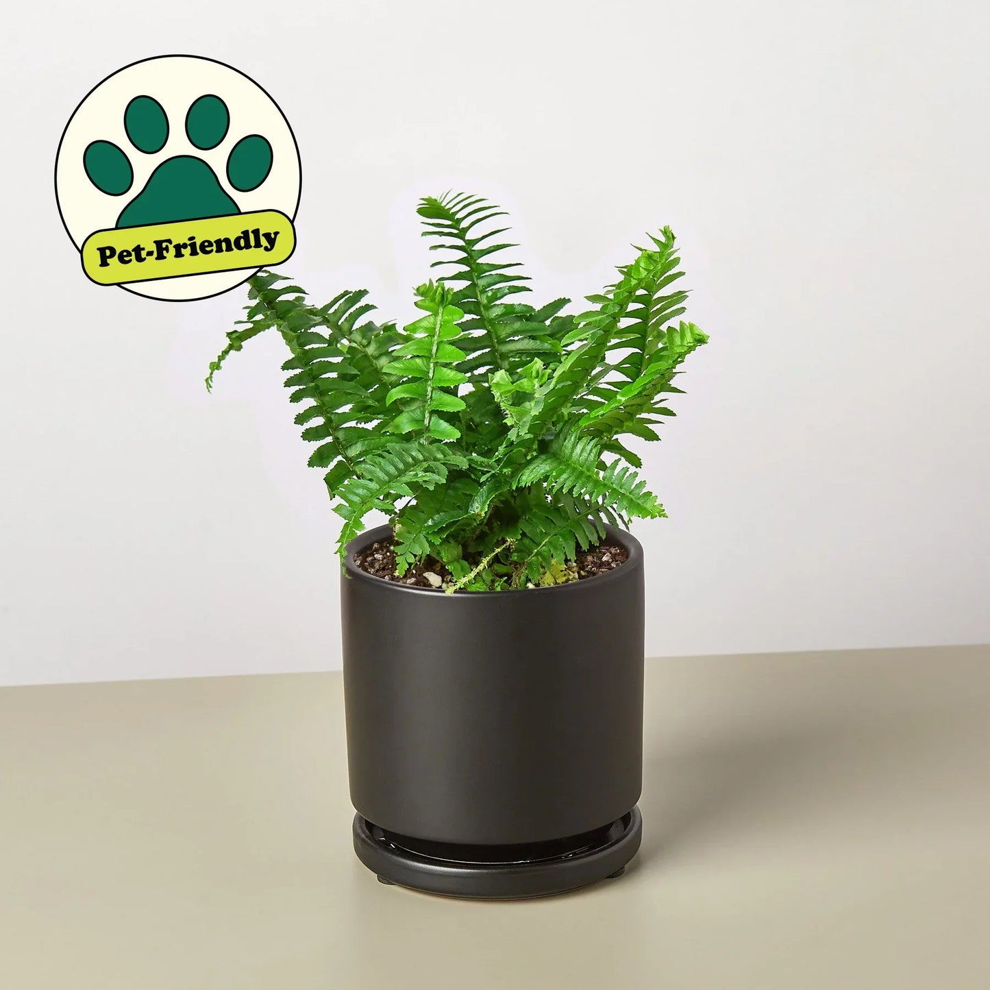 Jester's Crown Fern - The Crown of Chuckles: Lush and Playful Indoor Plant