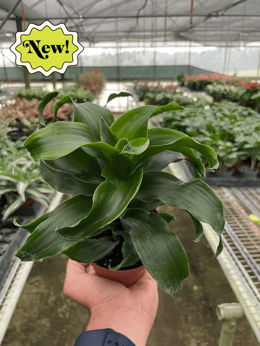 Dracaena 'Twister' - Twister Tango: Air-Purifying Indoor Plant with Elegant Green Leaves