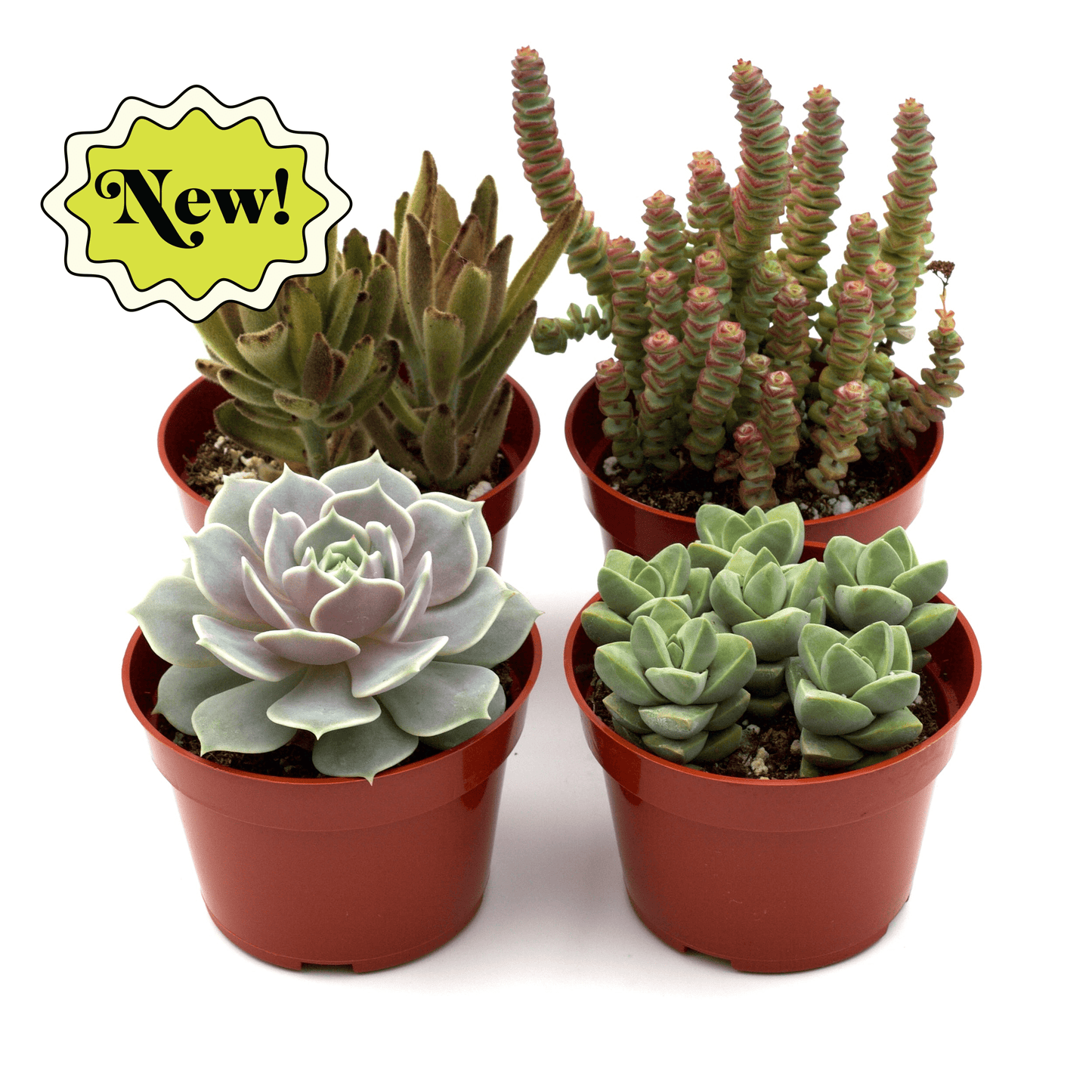 Assorted Succulent Variety - Succulent Sensations: 4 Pots of Diverse, Adorable Succulents