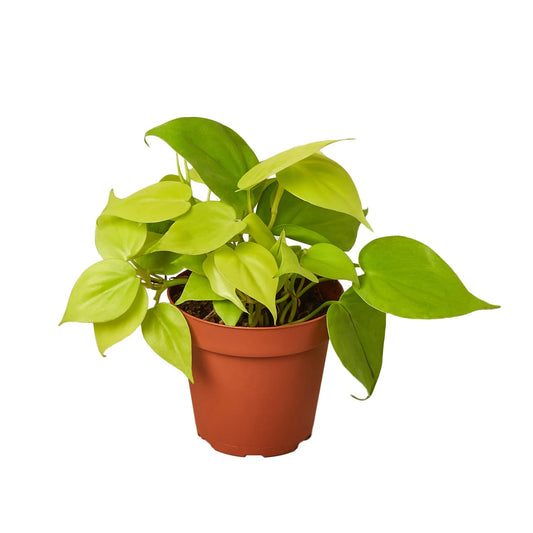 Philodendron Cordatum 'Neon' - Neon Love Vine in 8" Pot: Easy Care Heart-shaped Leaves