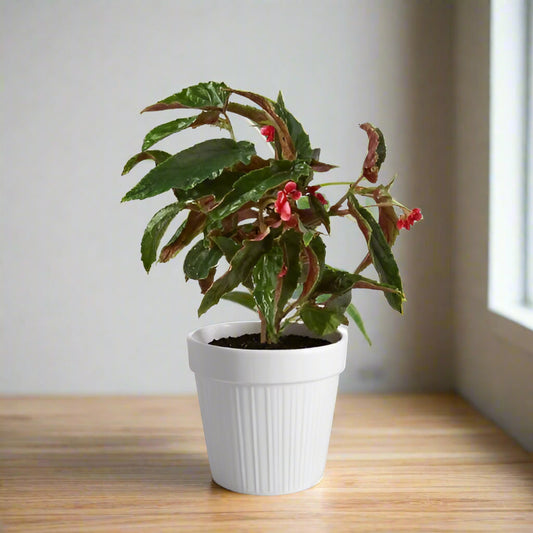 Begonia 'Miss Milly' - Spotty Showstopper: Colorful Indoor Houseplant with Brightly Spotted Leaves