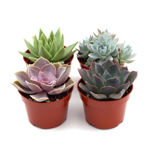 Rosette Succulent Variety Packs - Tiny Green Gems: 4 Assorted Pots of Colorful and Textured Succulents