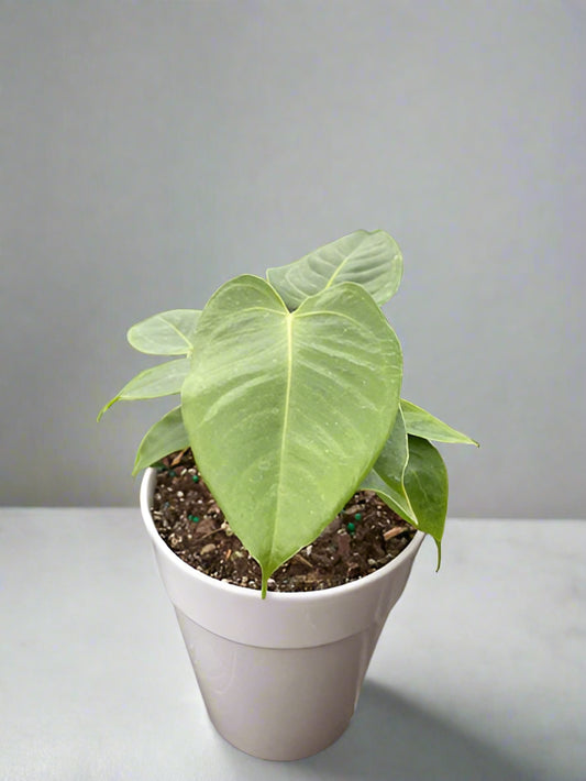 Anthurium 'Veitchii' - King of the Jungle: Spectacular Foliage Houseplant