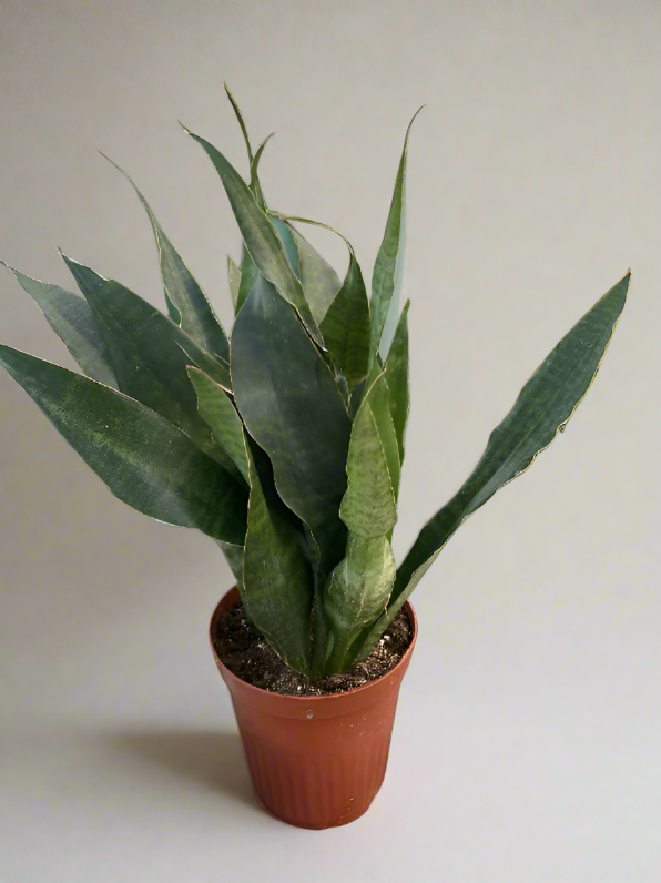 Snake Plant 'Jaboa' - Unique, Low Maintenance Indoor Plant